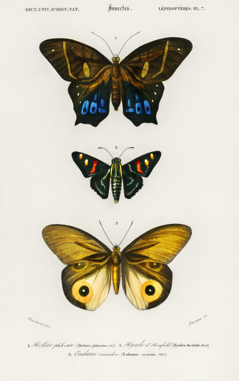 Different Types of Butterfly Illustrated by Charles Dessalines D'Orbigny